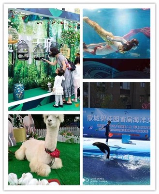 湖南省醴陵市 出租馬戲團(tuán)表演與本地合作的新機(jī)遇